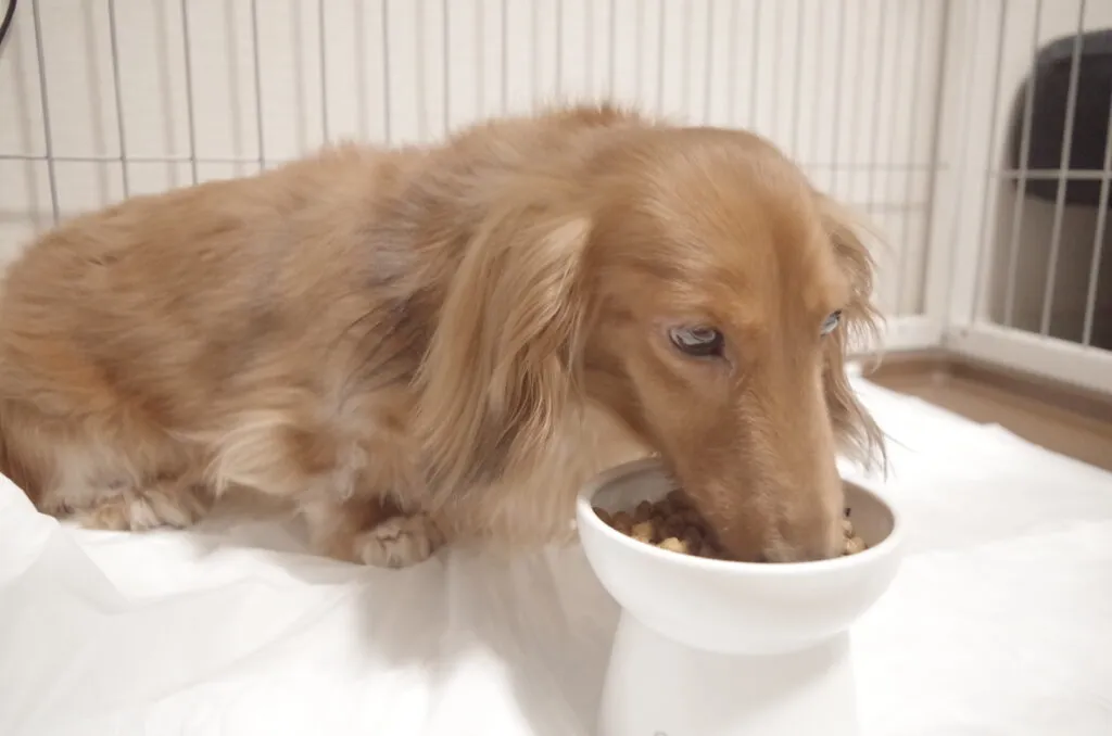 今あげているご飯の量は適切？犬と猫に必要なカロリー計算をしてみましょう